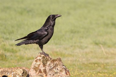 Günün ilk ışıklarıyla ortak kuzgun
