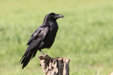 Günün ilk ışıklarıyla ortak kuzgun