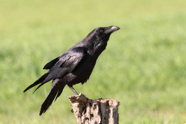 Günün ilk ışıklarıyla ortak kuzgun