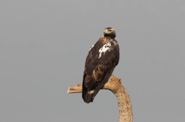 İspanyol Kraliyet Kartalı yetişkin kadın günün ilk ışıklarıyla en gözde görüş noktanızda.
