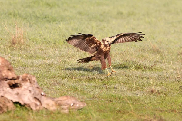 Western Marsh Harrier Hembra Adulta Con Primera Luz Del Día — Foto de Stock