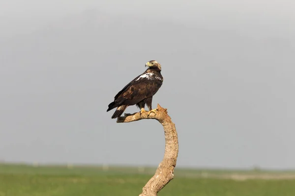 Águila Imperial Española Hembra Adulta Mirador Favorito Primera Luz Del — Foto de Stock