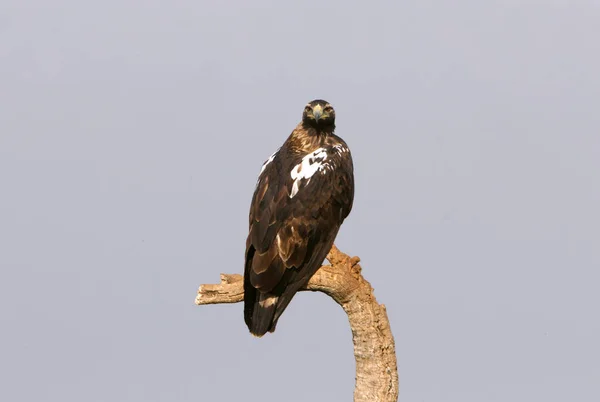 Espanhol Imperial Eagle Adulto Feminino Seu Ponto Vista Favorito Primeira — Fotografia de Stock