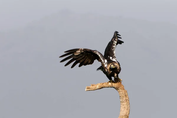 Águila Imperial Española Hembra Adulta Volando Con Las Primeras Luces — Foto de Stock