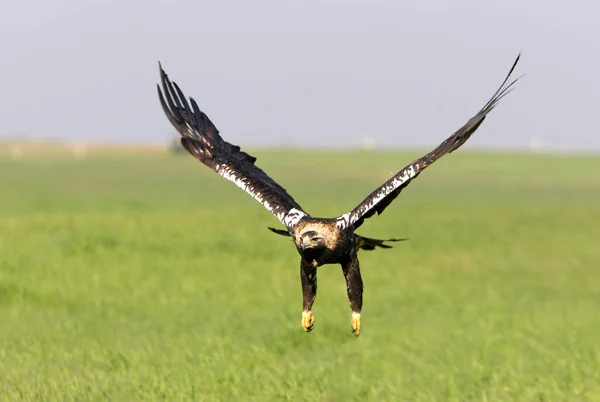 Spagnolo Imperial Eagle Adulto Femmina Volante Con Las Primeras Luces — Foto Stock