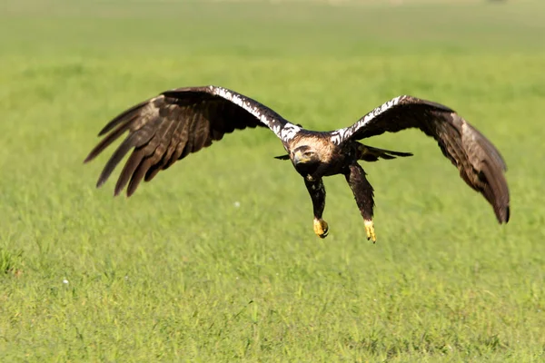 Águila Imperial Española Hembra Adulta Volando Con Las Primeras Luces — Foto de Stock