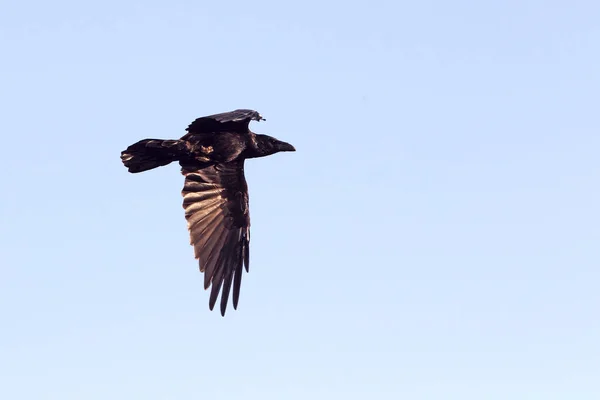 Common raven flying with the last lights of the evening
