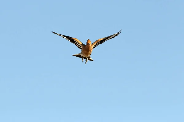 Hoopoe Voando Com Primeiras Luzes Dia Frio Inverno — Fotografia de Stock