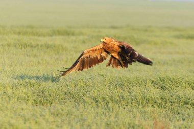 İspanyol İmparatorluk Kartalı 2 yaşında dişi soğuk bir kış sabahı günün ilk ışıklarıyla uçuyor.