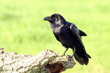 Soğuk bir kış gününde şafak sökerken sıradan bir kuzgun
