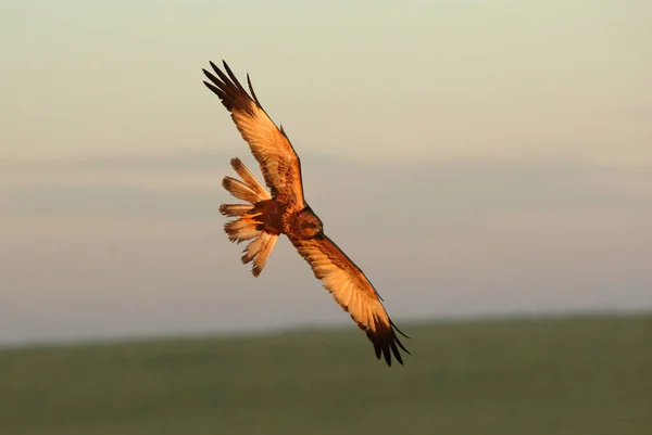 Westliche Rohrweihe Erwachsenes Männchen Fliegt Mit Dem Ersten Morgenlicht Einem — Stockfoto