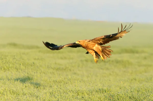 Zweijähriges Kaiseradlerweibchen Fliegt Einem Kalten Wintermorgen Bei Tageslicht — Stockfoto