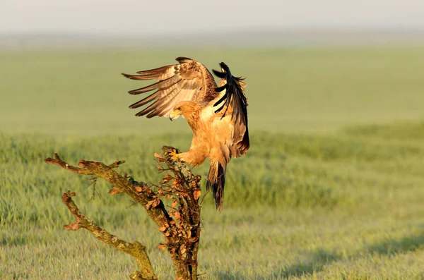 Spanish Imperial Eagle Two Year Old Female First Light Dawn — Stock Photo, Image