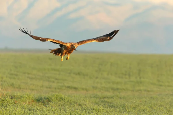 Águila Imperial Española Hembra Dos Años Volando Primera Hora Del — Foto de Stock