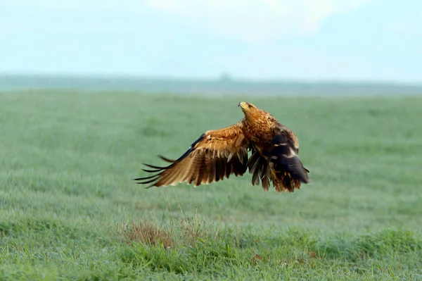 Spanish Imperial Eagle Two Year Old Female Flying First Light — Stock Photo, Image