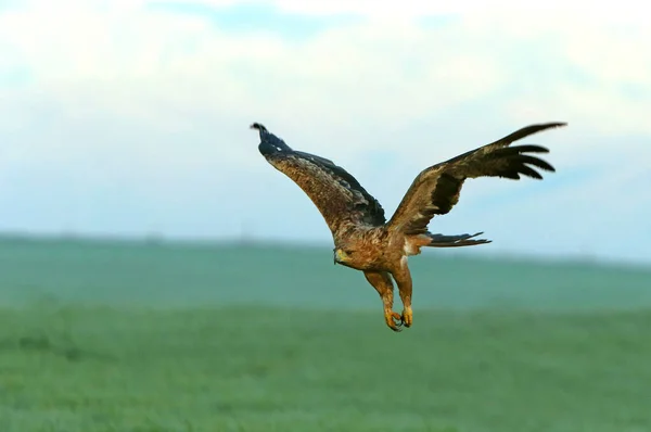 Spanska Imperial Eagle Två Gammal Kvinna Flyger Gryningen Kall Vintermorgon — Stockfoto