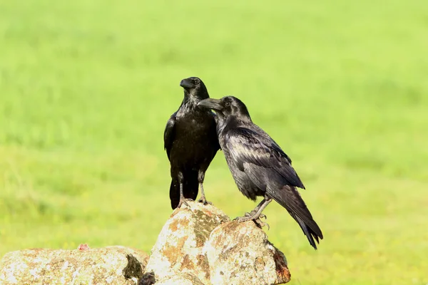 Rabenmännchen Und Weibchen Mit Dem Ersten Tageslicht Einem Kalten Wintermorgen — Stockfoto