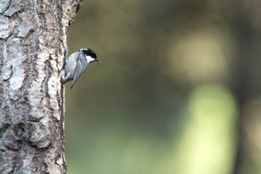 Coal tit on an oak trunk on a cloudy winter day in a pine and oak forest