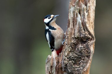 Büyük benekli ağaçkakan yetişkin erkek Kış gününün son öğlen ışıkları