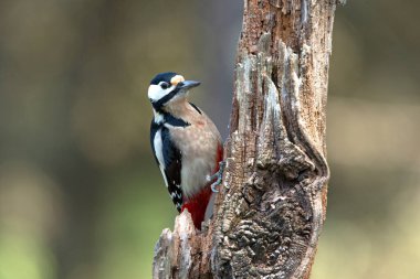 Büyük benekli ağaçkakan yetişkin erkek Kış gününün son öğlen ışıkları
