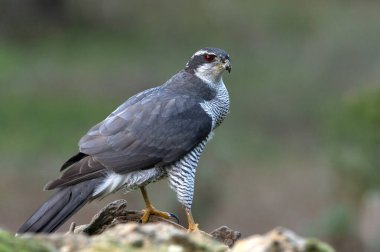 Kuzeyli erkek, yakut kırmızısı gözleri olan yetişkin bir erkek. Kış gününün geç saatlerinde, çam ormanındaki doğal bir gölette.