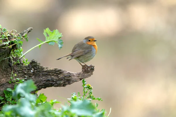 European Robin Last Afternoon Lights Winter Day — Stock Photo, Image