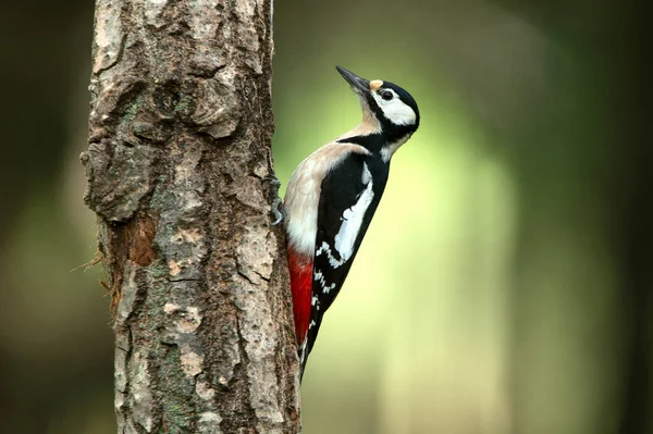 Great Spotted Woodpecker Adult Male Last Afternoon Lights Winter Day — Stock Photo, Image