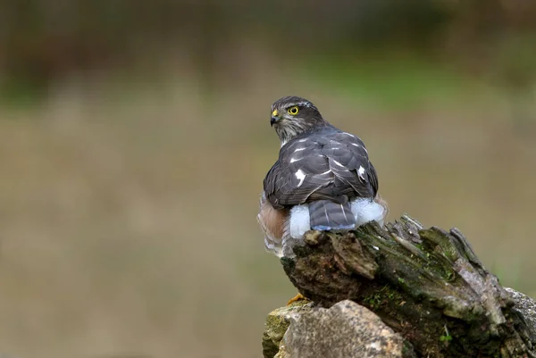 Bruant Eurasien Faucon Femelle Adulte Avec Les Dernières Lumières Soir — Photo