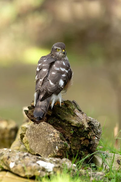 Eurasian sparrow hawk adult female with the last evening lights of a winter's day in a natural pond in a pine forest