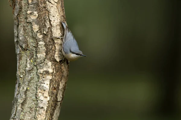 Nuthatch Eurasia Dengan Lampu Terakhir Hari Pada Pemilik Penginapan Favorit — Stok Foto