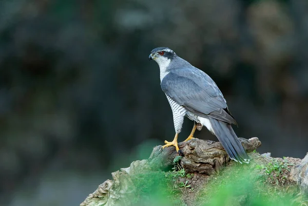 Nördlicher Habicht Erwachsenes Männchen Mit Rubinroten Augen Spätnachmittagslicht Eines Wintertages — Stockfoto