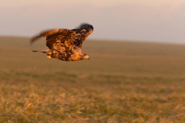 Dört yaşında erkek İspanyol İmparatorluk Kartalı şafak sökerken uçuyor.