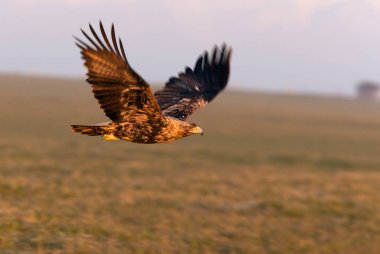 Dört yaşında erkek İspanyol İmparatorluk Kartalı şafak sökerken uçuyor.