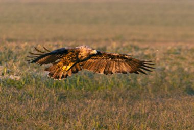Dört yaşında erkek İspanyol İmparatorluk Kartalı şafak sökerken uçuyor.