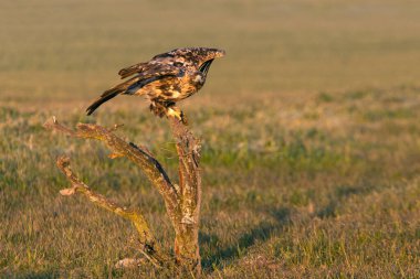 Dört yaşında erkek İspanyol İmparatorluk Kartalı en sevdiği gözetleme kulesinde şafak sökerken