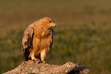 Bir yaşındaki İspanyol İmparatorluk Kartalı şafak sökerken en sevdiği gözetleme kulesinde