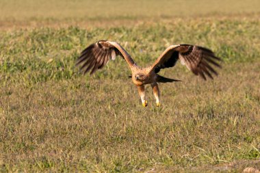 Bir yaşındaki İspanyol İmparatorluk Kartalı sabahın ilk ışıklarıyla uçuyor.