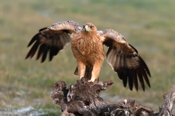 Águila Imperial Española Año Torre Vigilancia Favorita Con Primera Luz — Foto de Stock