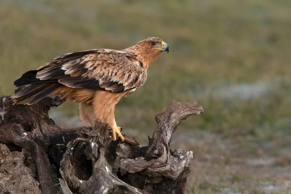 One Year Old Spanish Imperial Eagle His Favorite Watchtower First — Stock Photo, Image