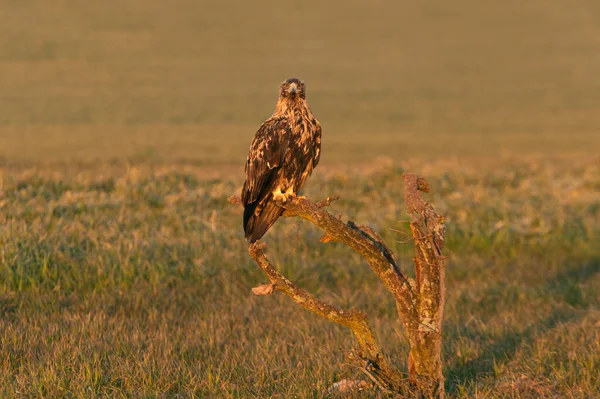 Four Year Old Male Spanish Imperial Eagle His Favorite Watchtower — Stock Photo, Image