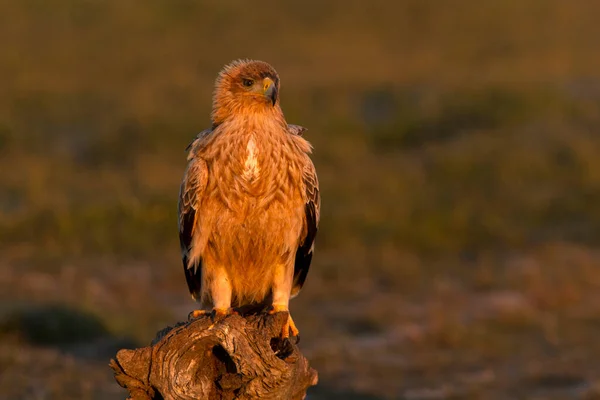 One Year Old Spanish Imperial Eagle His Favorite Watchtower First — Stock Photo, Image