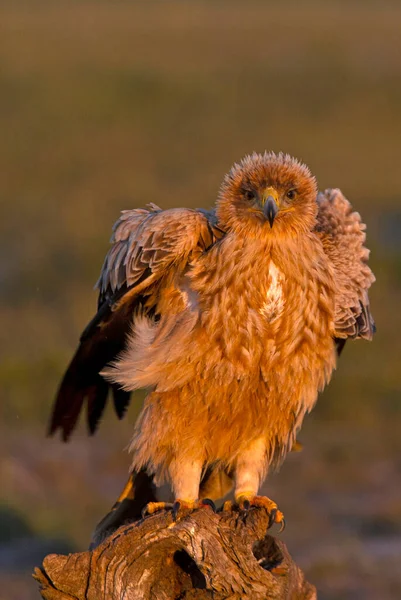 Águila Imperial Española Año Torre Vigilancia Favorita Con Primera Luz — Foto de Stock