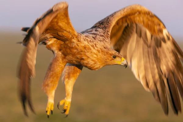 Ett Gammal Spansk Kejsarörn Flyger Med Gryningens Första Ljus — Stockfoto