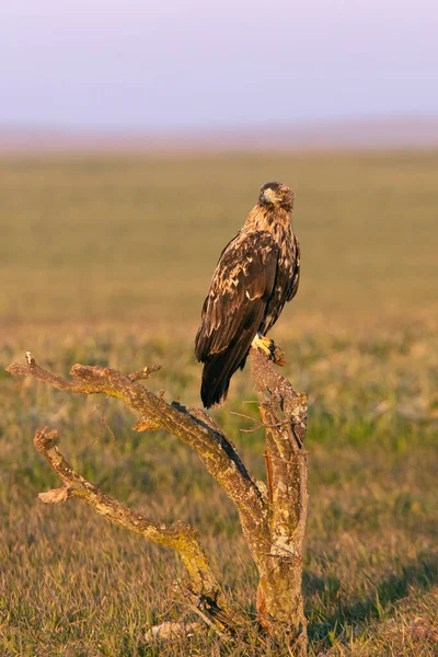 Four Year Old Male Spanish Imperial Eagle His Favorite Watchtower — Stock Photo, Image