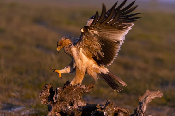 One Year Old Spanish Imperial Eagle Flying First Light Dawn — Stock Photo, Image