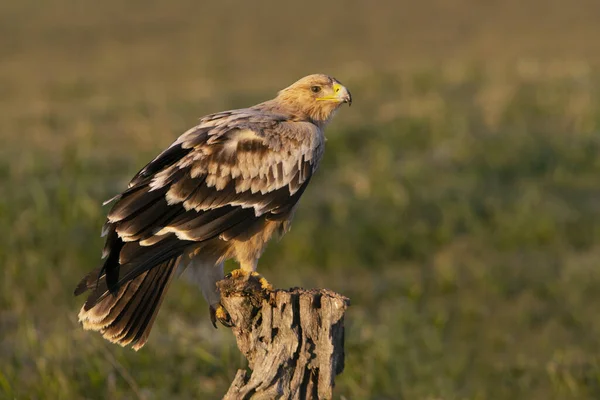 Aigle Impérial Espagnol Tour Guet Préférée Avec Première Lumière Aube — Photo