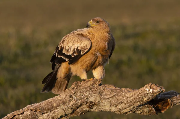 Ein Jahr Alter Spanischer Kaiseradler Auf Seinem Lieblings Wachturm Mit — Stockfoto