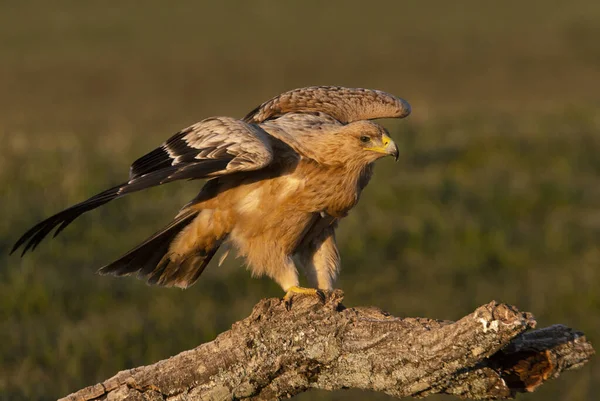 One Year Old Spanish Imperial Eagle His Favorite Watchtower First — Stock Photo, Image