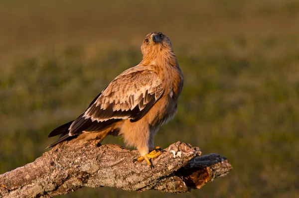 Jeden Rok Hiszpański Imperial Eagle Swojej Ulubionej Wieży Strażniczej Pierwszym — Zdjęcie stockowe