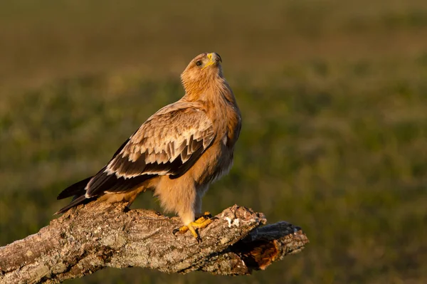 Aigle Impérial Espagnol Tour Guet Préférée Avec Première Lumière Aube — Photo